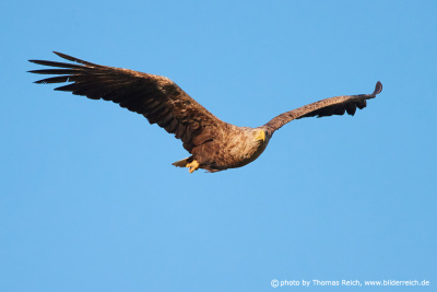 White-tailed eagle gliding in the blue sky