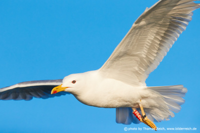 European herring gull ringing