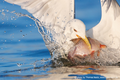 European herring gull catched fish