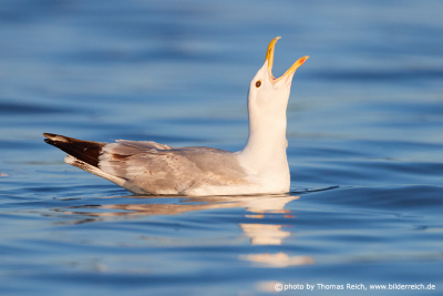 European herring gull scream