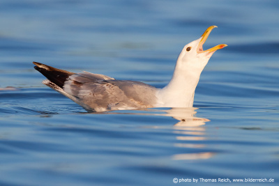 European herring gull screaming