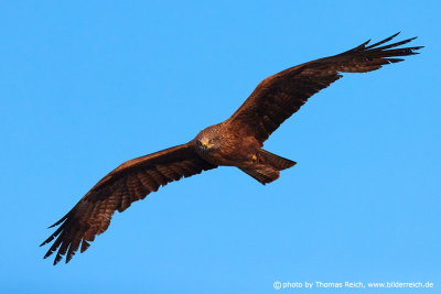 Black kite bird flight image frontal