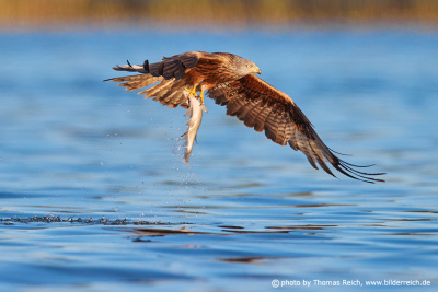 Red kite with fish in claws