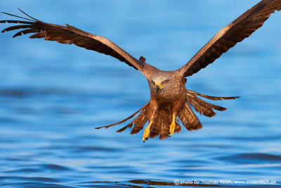 Red kite hovers over water