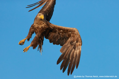 White-tailed eagle with angled wings