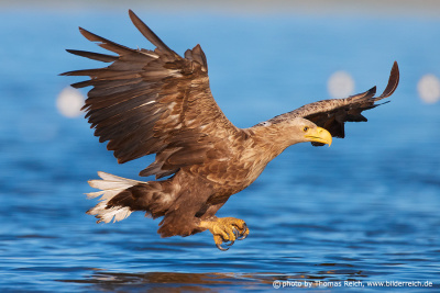 White-tailed Eagle in the wild