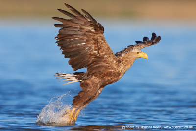 Sea eagle catching fish