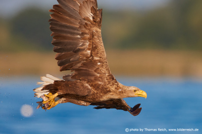 White-tailed eagle after fishing