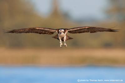 Osprey bird glides through the skies