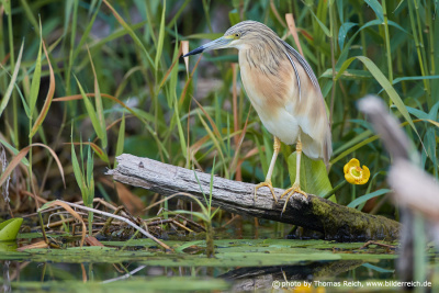 Squacco heron on the bank of a stream