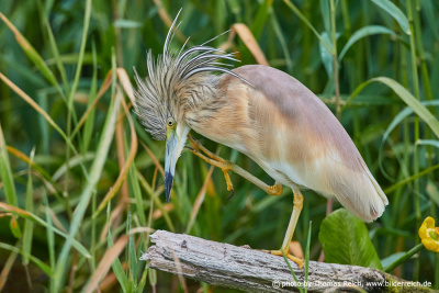 Squacco heron tuft of feathers on the head
