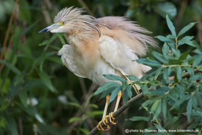 Squacco heron crown feathers
