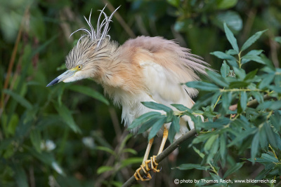 Squacco heron shakes plumage