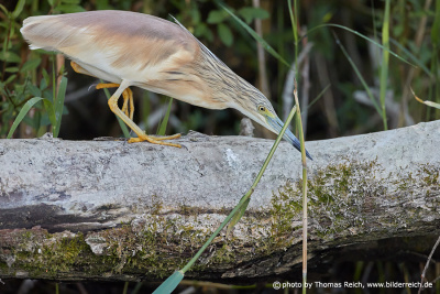 Squacco heron foraging