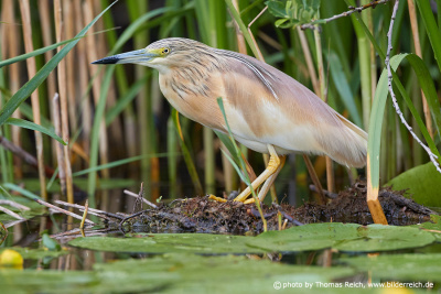 Squacco heron stands at the water´s edge