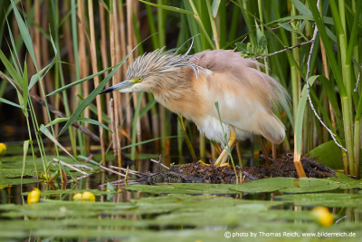 Squacco heron shakes out feathers after preening