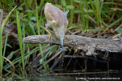 Squacco heron looking for food