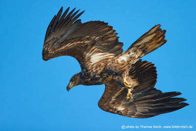 Young Bald Eagle's beginning a nosedive