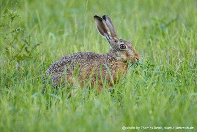 European Hare eats wild herbs