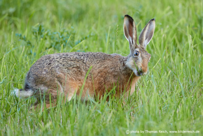 Brown hare long ears