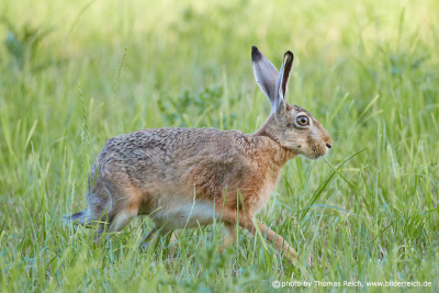 Adult European Hare hobbling on a meadow