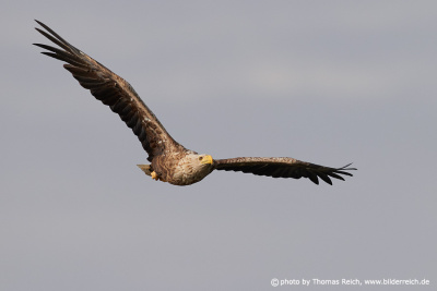 White-Tailed Eagle soaring