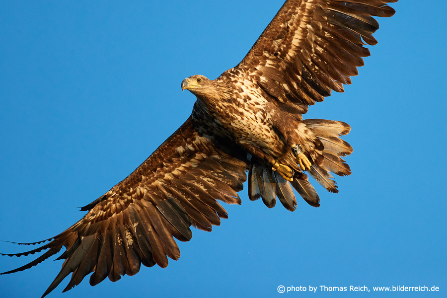 White-tailed eagle in the wild
