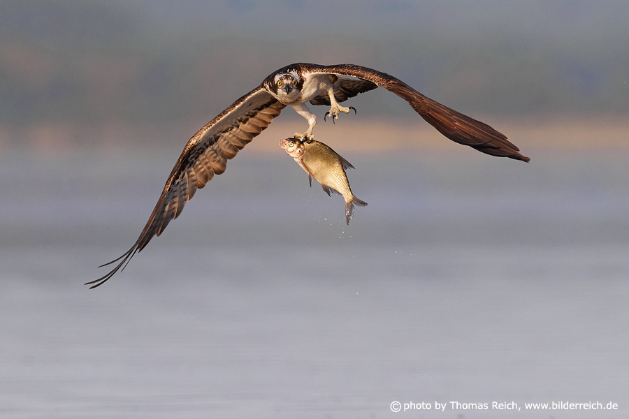Osprey captures fat fish