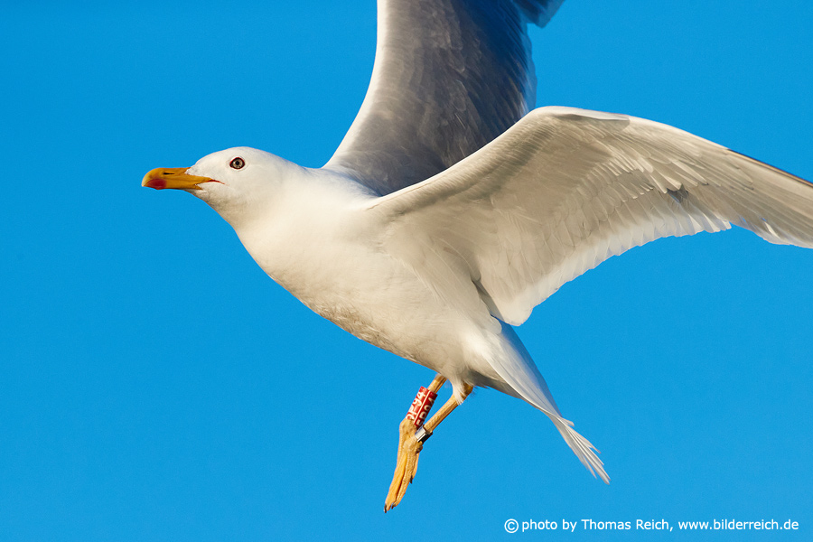 Ringed European herring gull