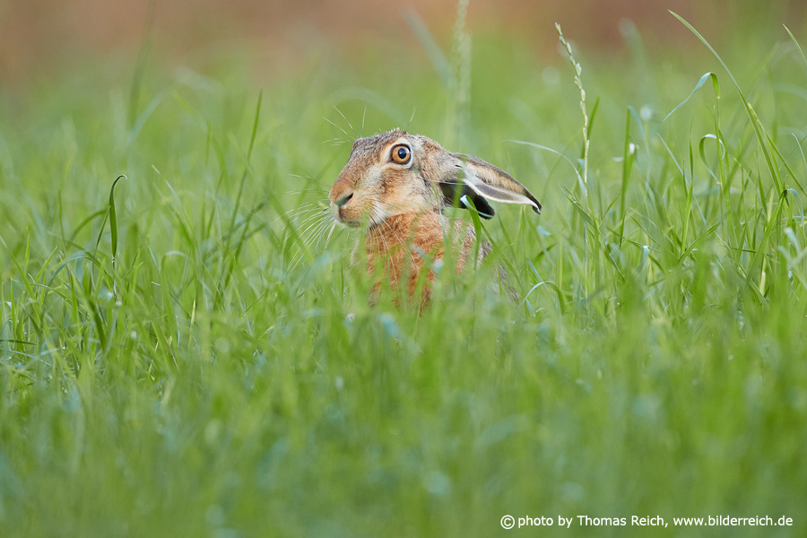 Brown hare with ears laid back