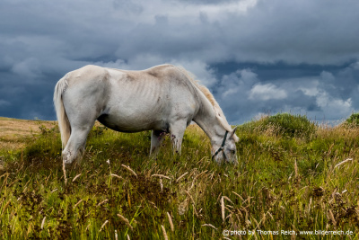 Weißes Pferd auf grüner Wiese in Irland