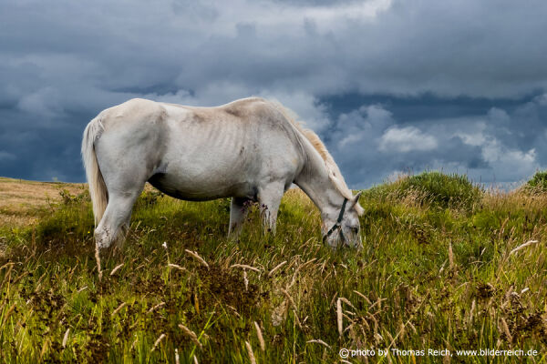 White horse on a green meadow in Ireland