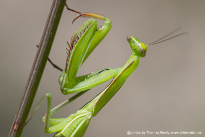 Praying Mantis Antennae