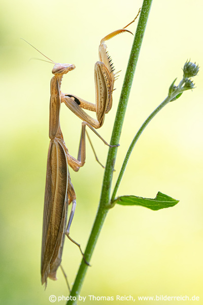 Praying Mantis brown