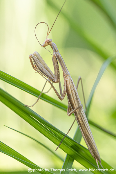 Praying mantis insect portrait