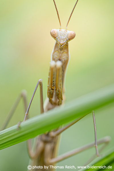 Size of praying mantis