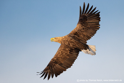 White-tailed Eagle wide wings extended