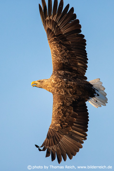 Powerful white-tailed eagle bird
