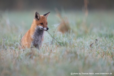 Red fox in autumn