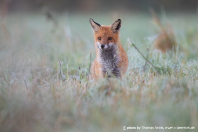 Red fox in morning dew