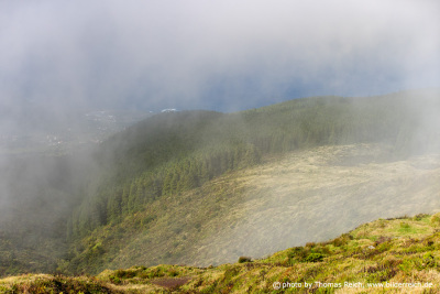 Tannen und Zedern, Insel Faial