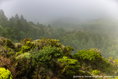 Vegetation Faial Azores