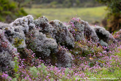 Moose Flechten Blumen Steinmauer Pico Azoren