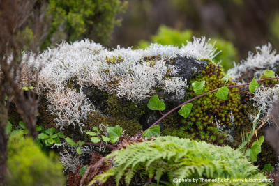 Mosses and Lichens Pico Azores