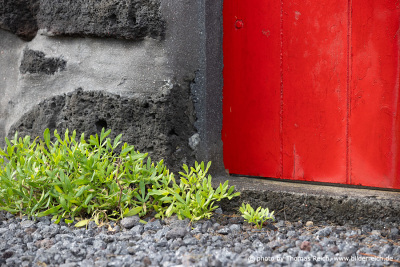 Lave house with red doors, Pico Island