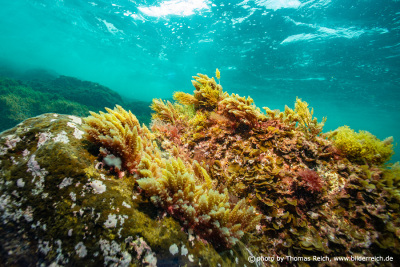 Unterwasserpflanzen Atlantischer Ozean