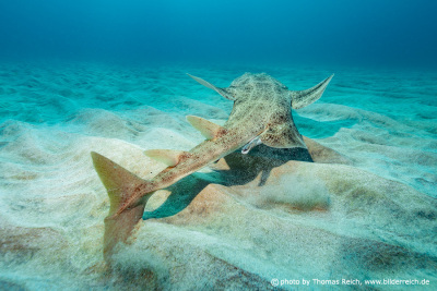 Angelshark male with claspers