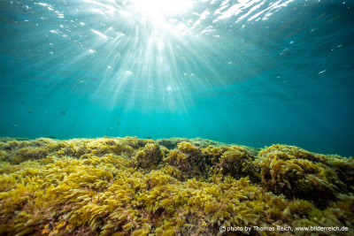 Ocean underwater sunlight through water surface