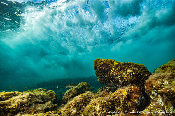 Marine life just below the ocean´s surface