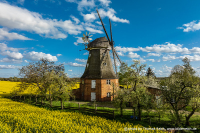 Windmill Altkalen in spring